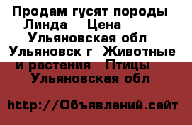 Продам гусят породы “Линда“ › Цена ­ 170 - Ульяновская обл., Ульяновск г. Животные и растения » Птицы   . Ульяновская обл.